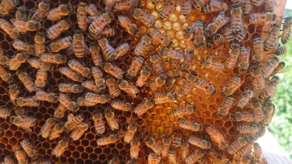 Auf der Entdeckung eines Bienenstocks: die Welt der Bienen an einem Tag 2